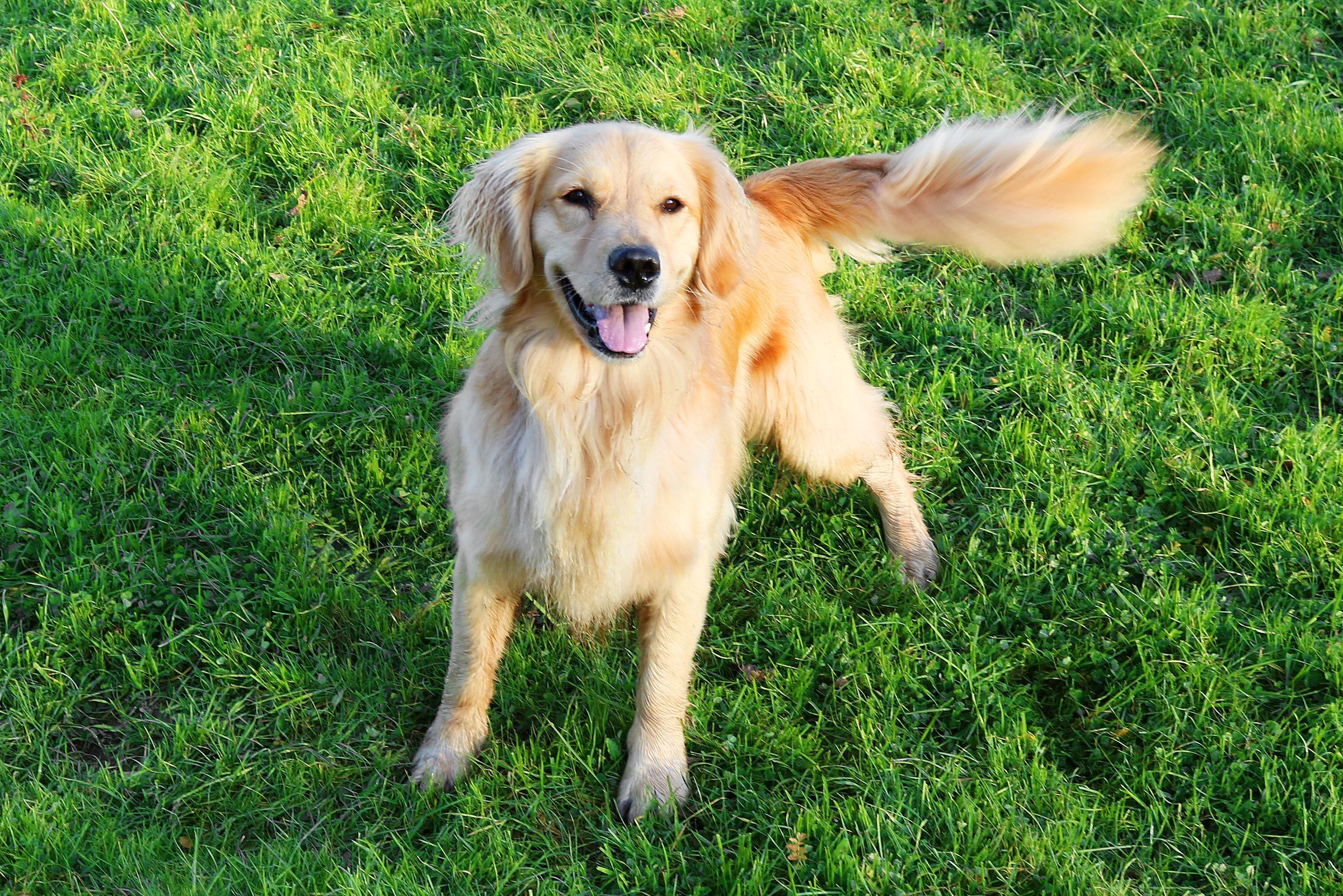 excited golden retriever in the grass wagging tail and body