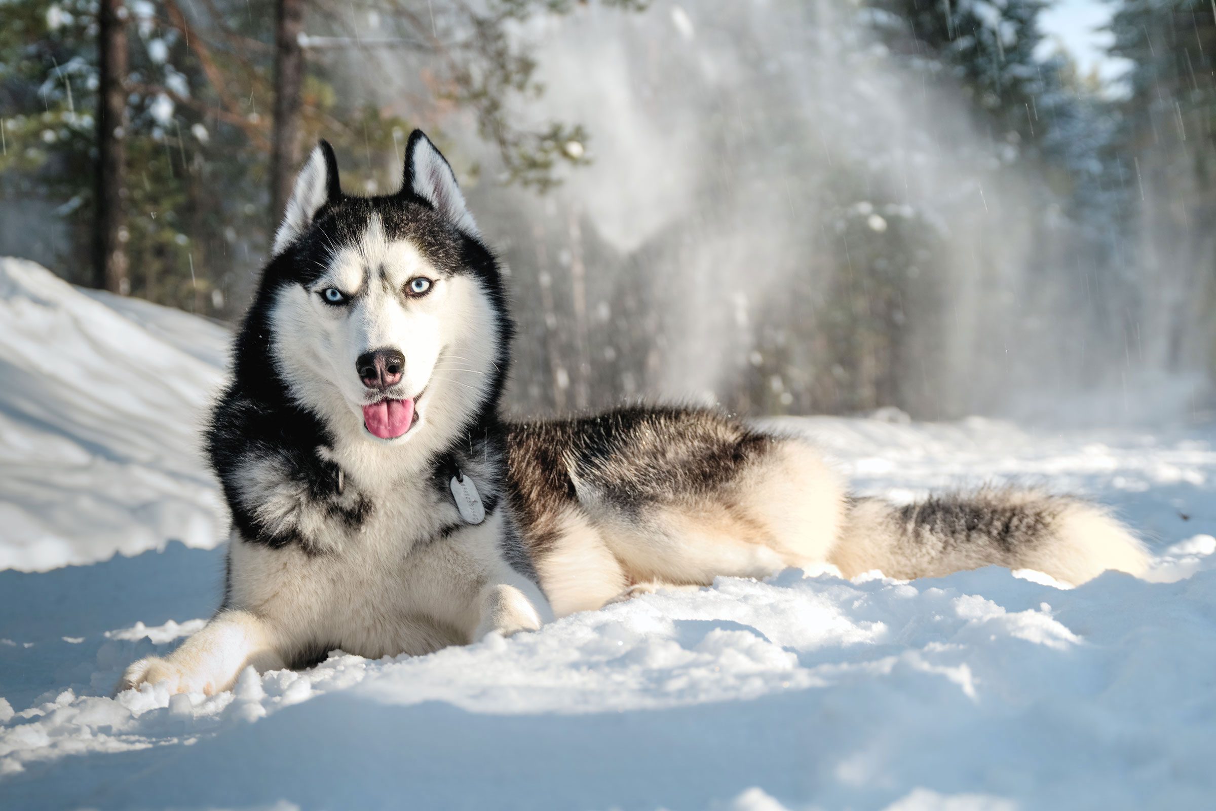 Gettyimages 912353024 Cute Siberian Husky Jvedit2