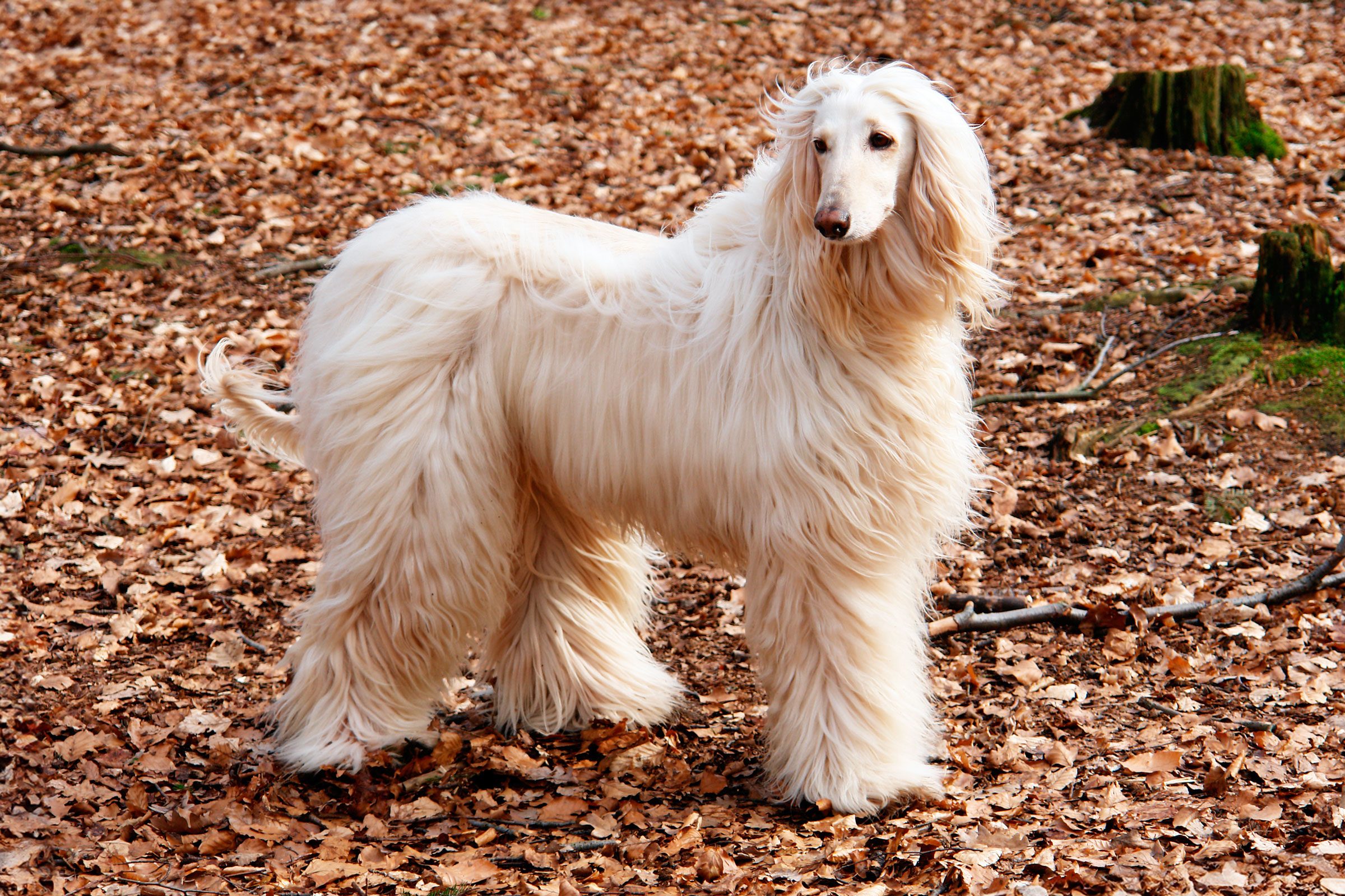 Afghan Hound 