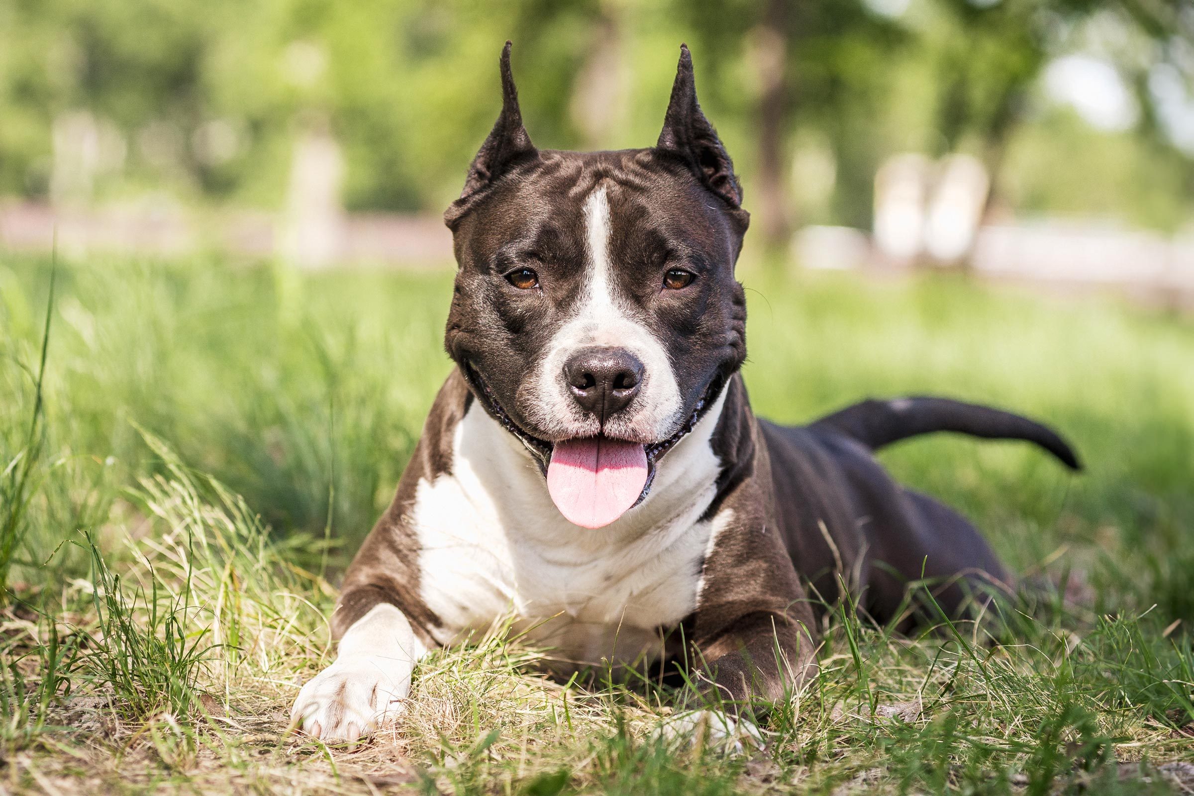 Gettyimages 958378002 Pit Bull Dog Jvedit