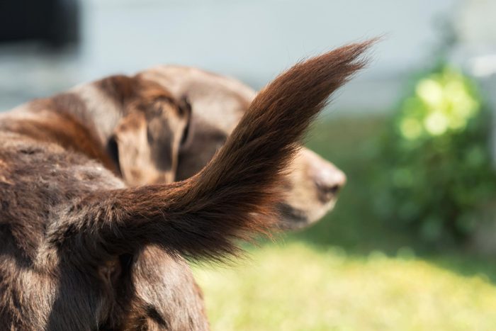 chocolate lab dog wagging tail up close