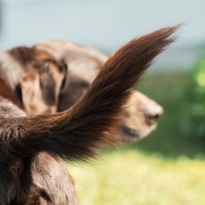 chocolate lab dog wagging tail up close