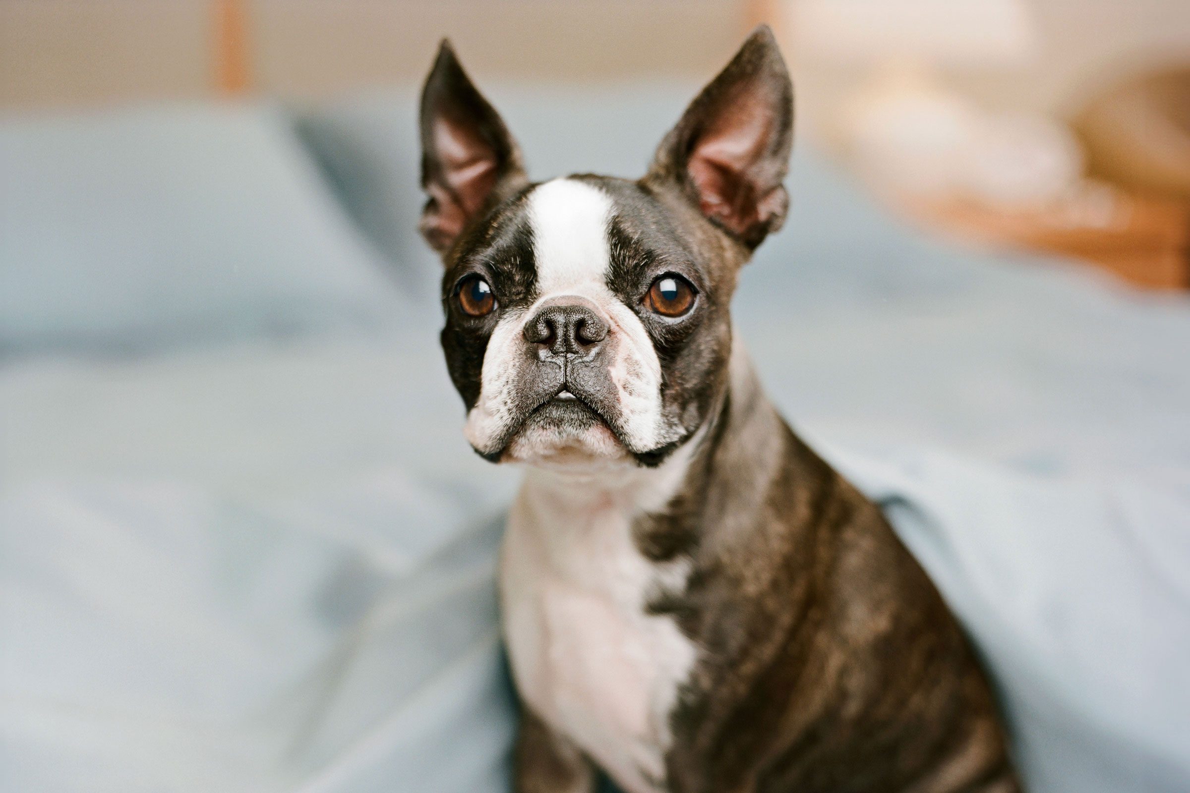 Gettyimages Sb10063335i 001 Boston Terrier Jvedit2