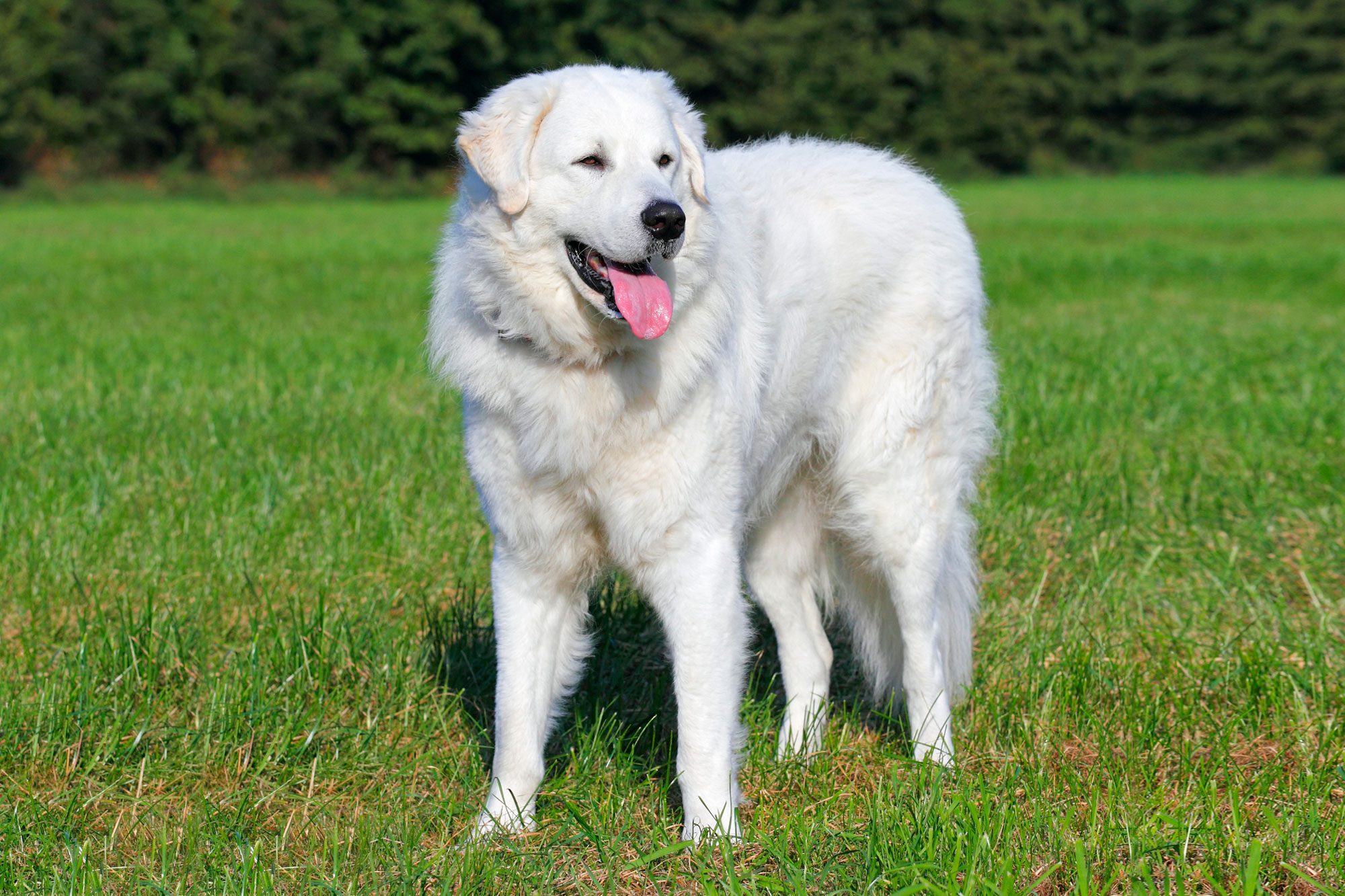 Hungarian Kuvasz Standing On Grass