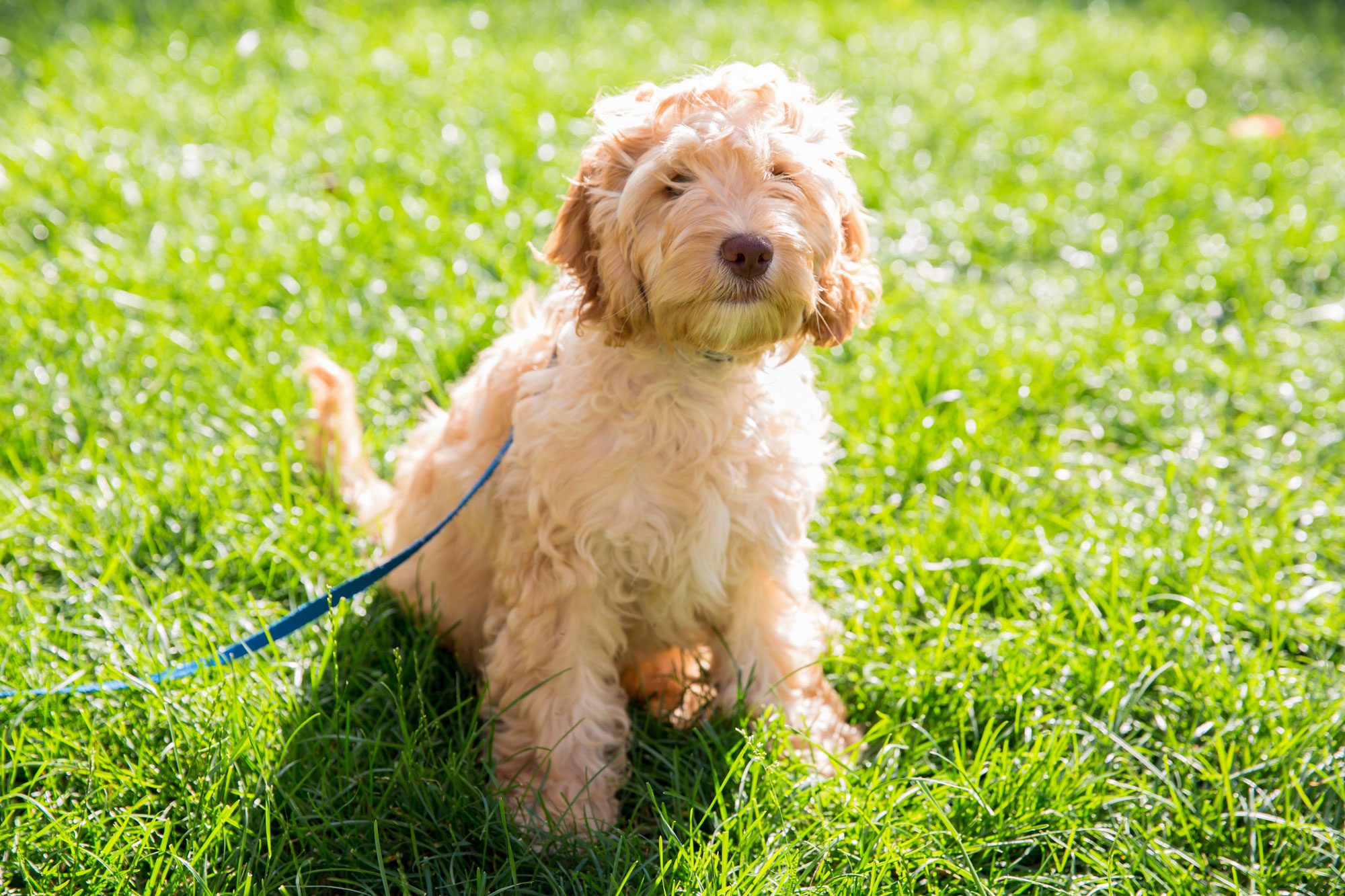 Little 4 Month Old Cockapoo Puppy Sitting In The Grass