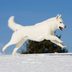 20 Beautiful White Dog Breedsâ€”and How to Keep Them Clean