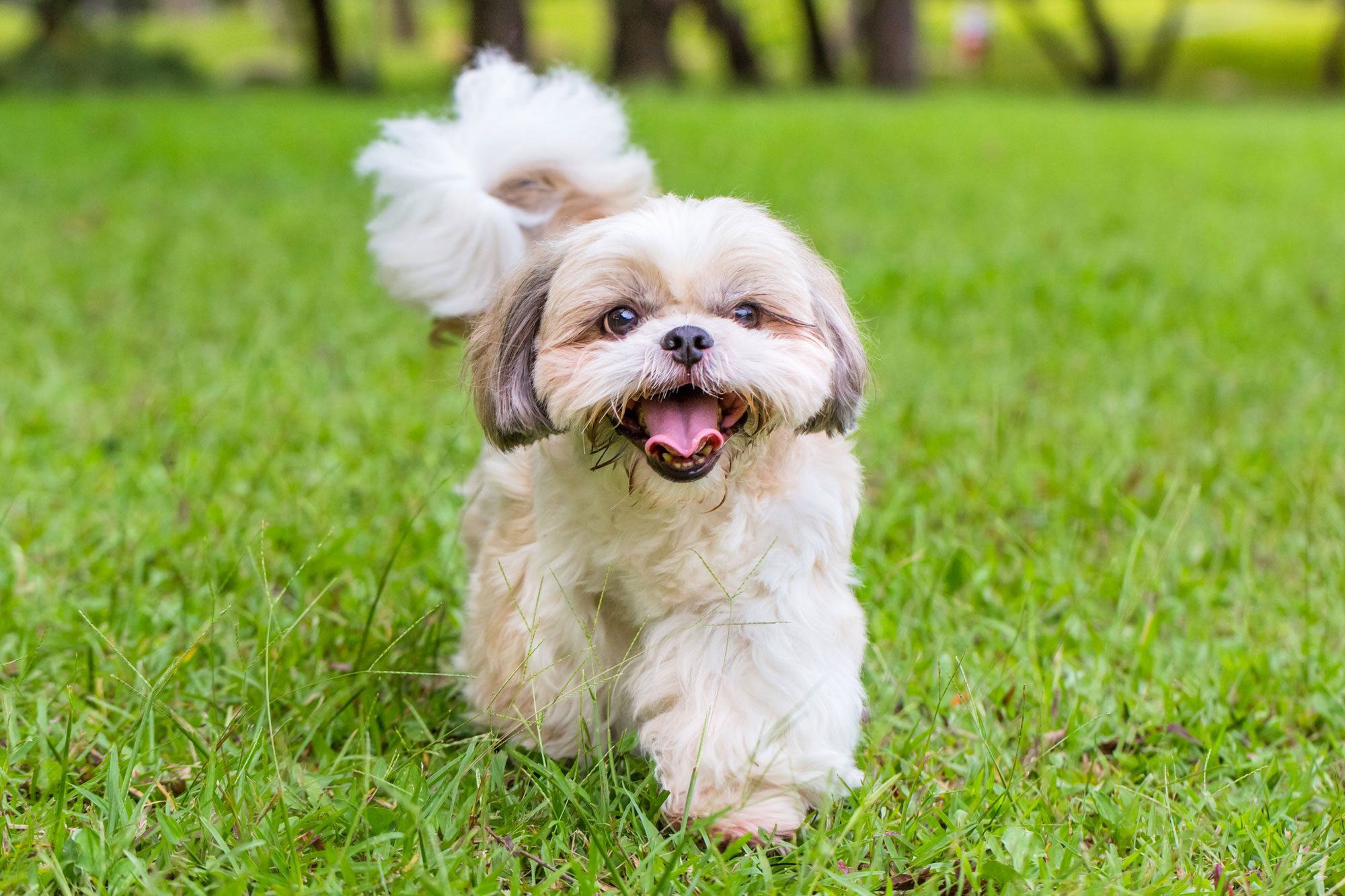 Outdoor Shot Of A Shih Tzu Dog Walking On The Grass Land