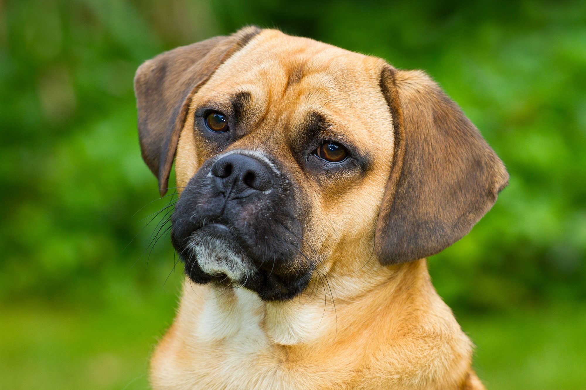 Portrait Of A Puggle