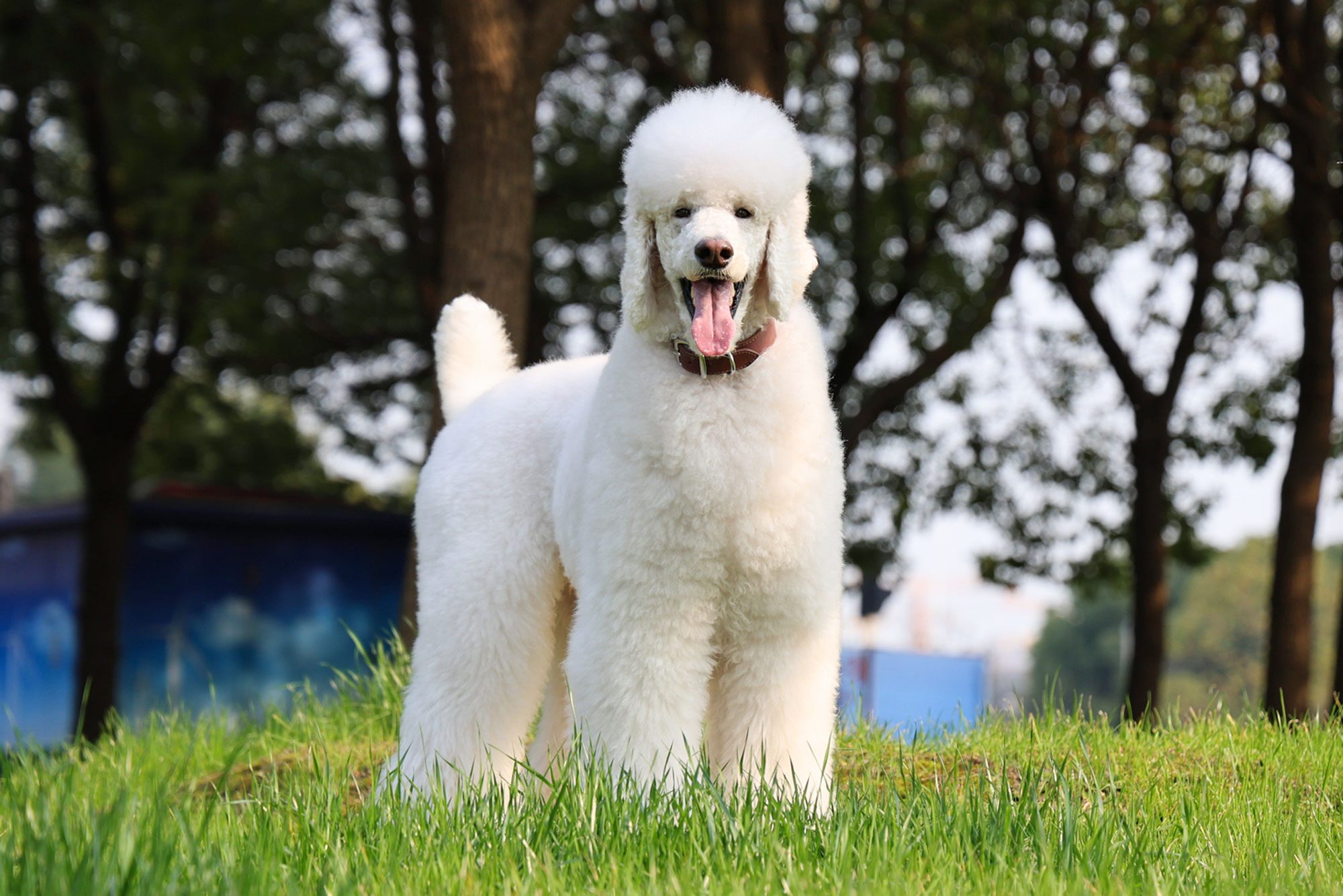 Portrait Of Poodle Standing In Field 