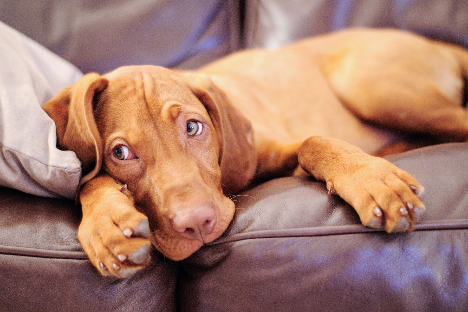 Lazy hungarian vizsla puppy dog