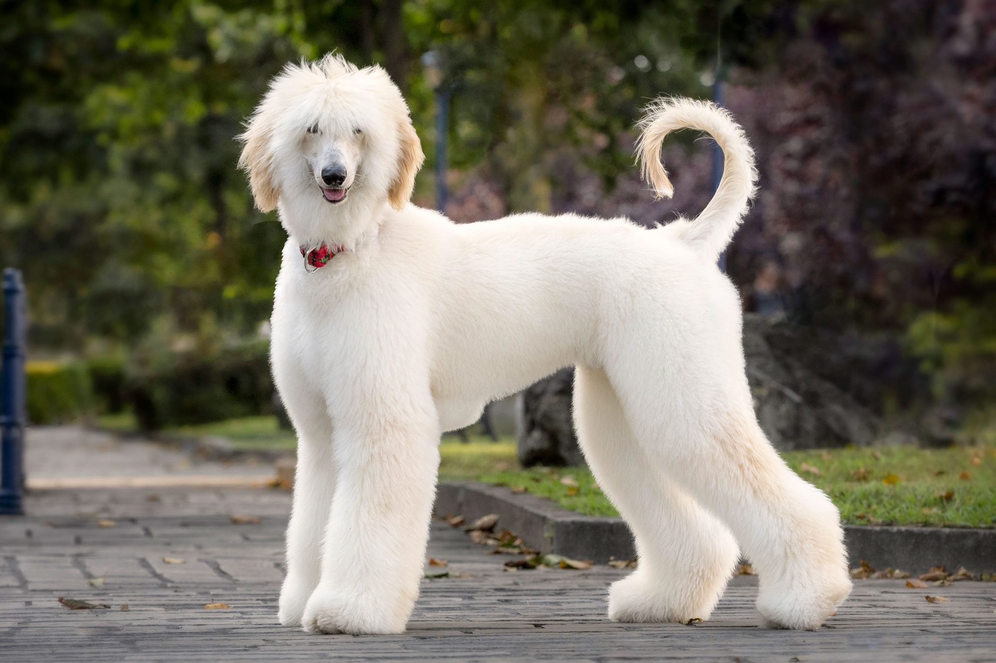 Young Afghan Greyhound With Freshly Cut Hair