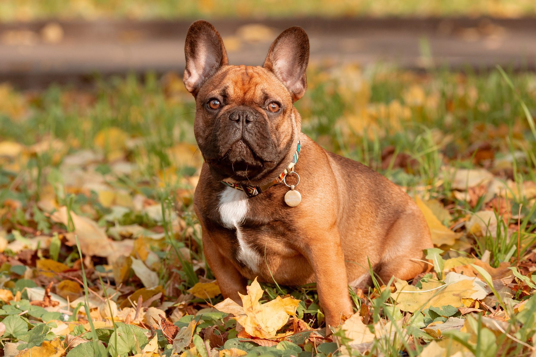 French bulldog breed dog on a walk in autumn Olesya Pogosskaya