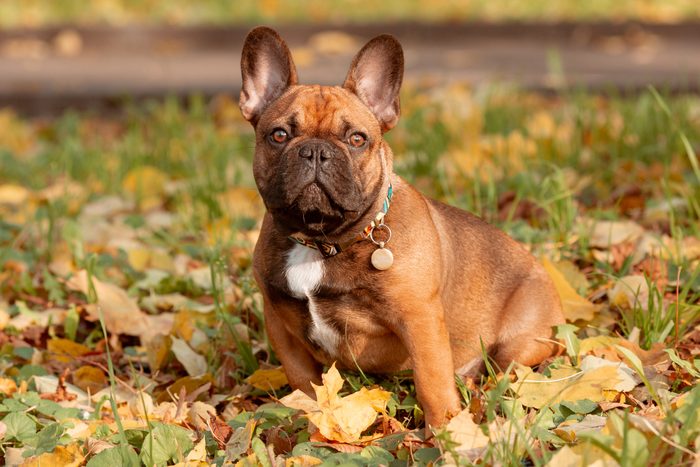French bulldog breed dog on a walk in autumn Olesya Pogosskaya