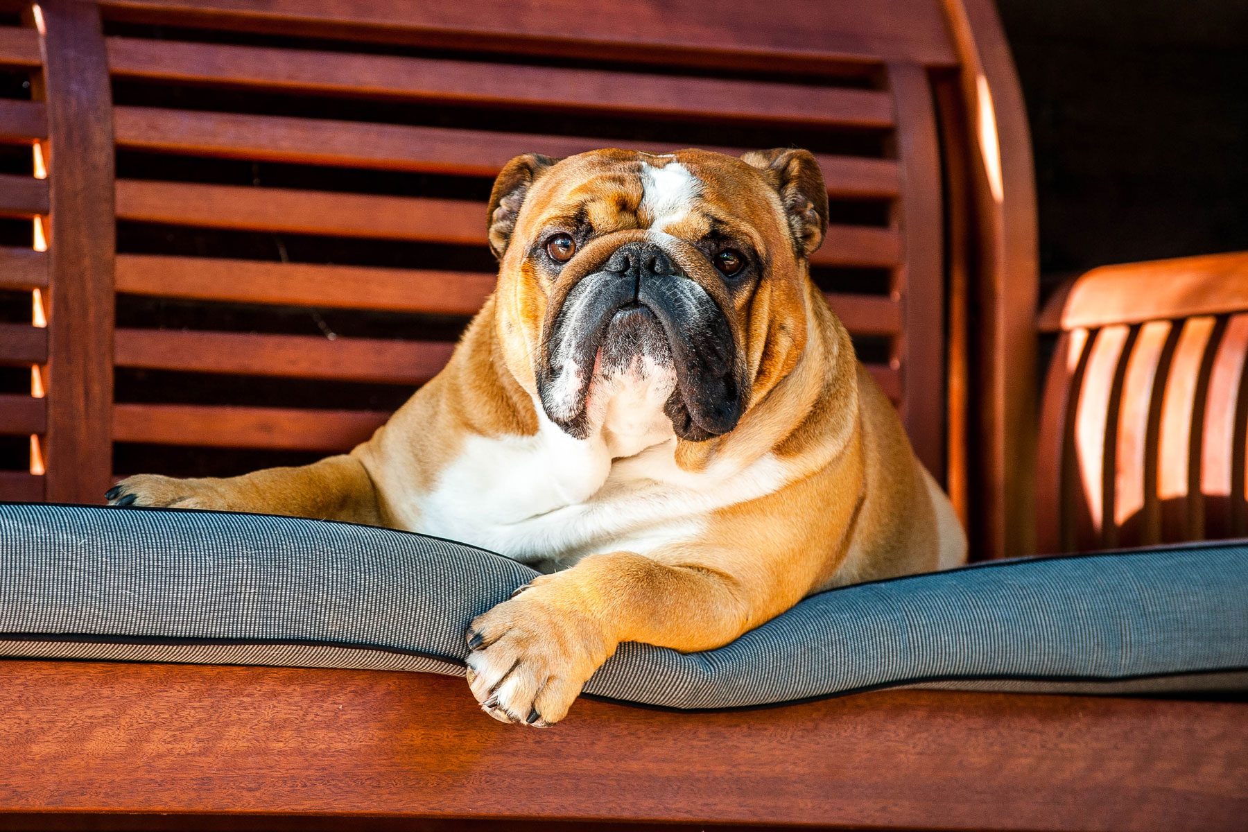 Bulldog lying down on bench