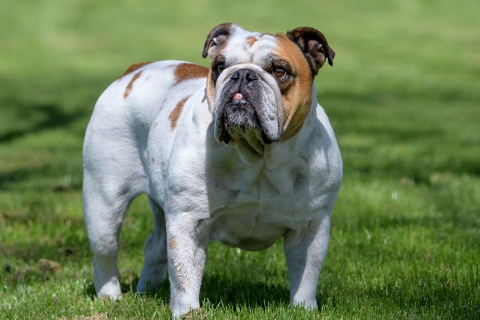 White and red bulldog posing at the park