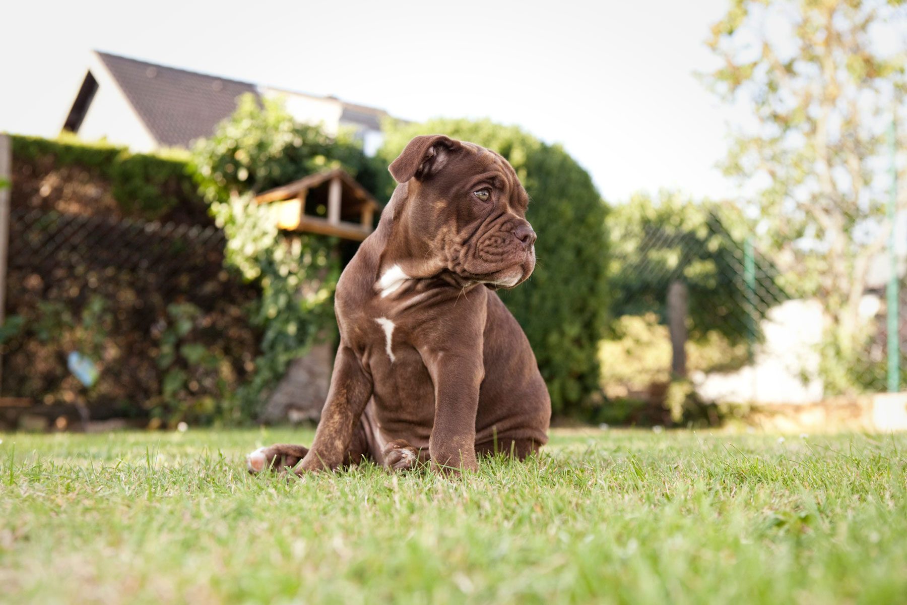 13 Adorably Wrinkled Bulldog Breeds Gettyimages 590774811