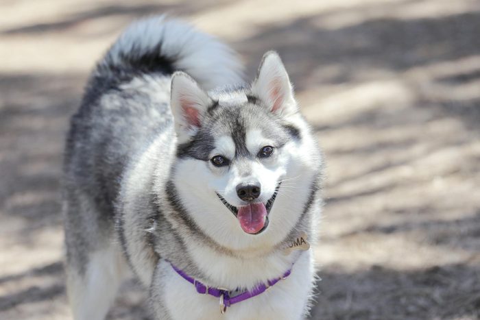 smiling Alaskan Klee Kai at a dog park
