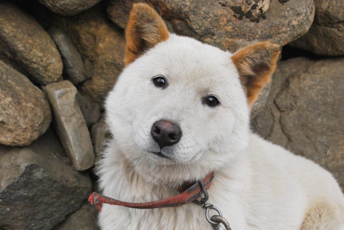 A jindo breed farm dog