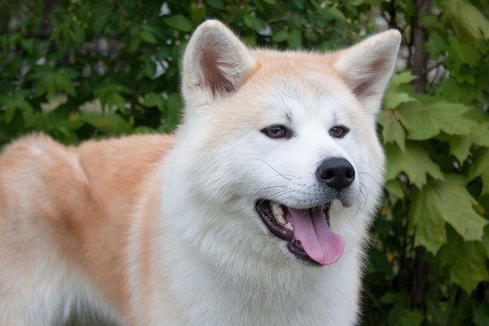 Akita inu is standing near a green tree