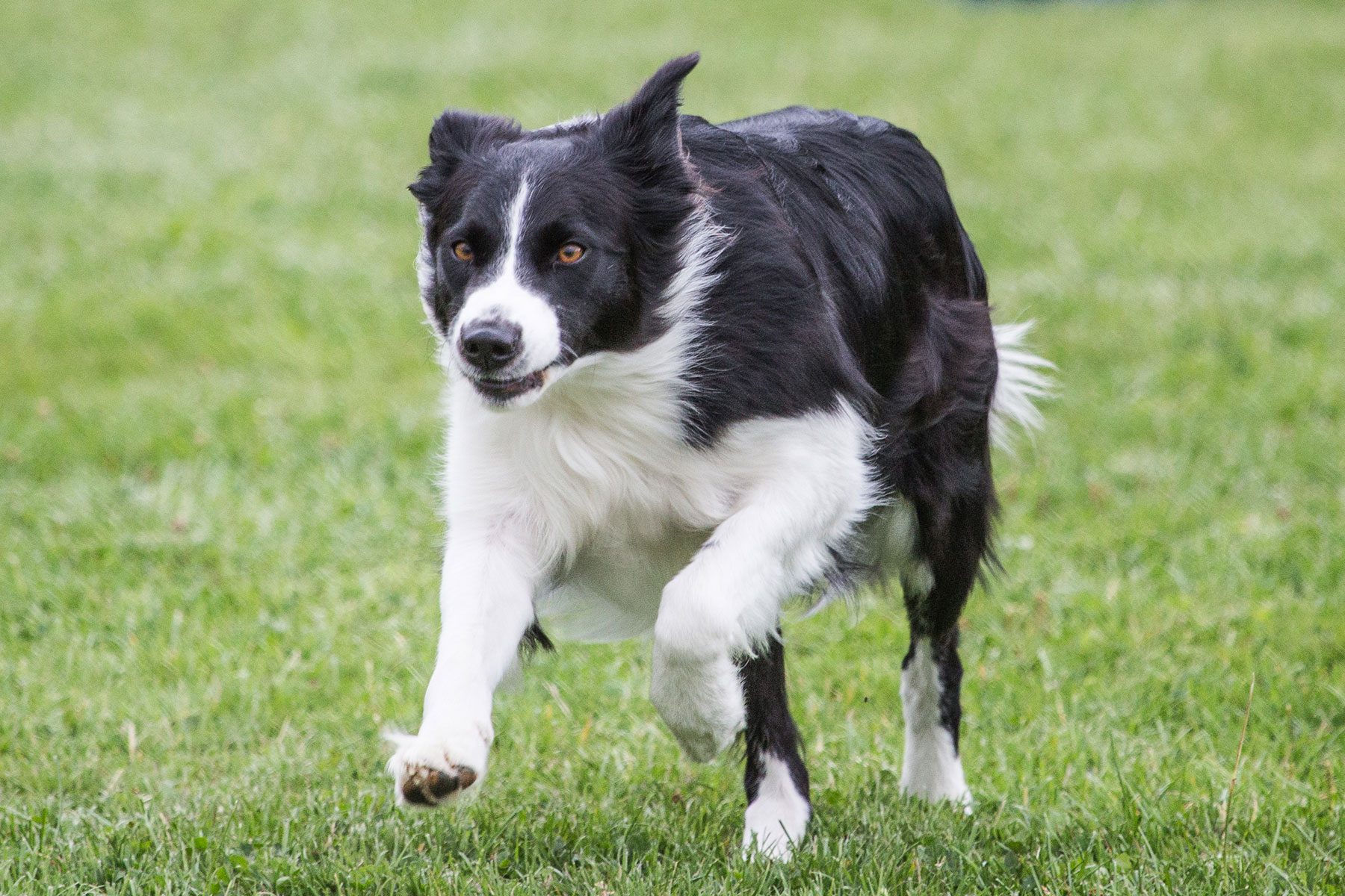 Border Collie Running