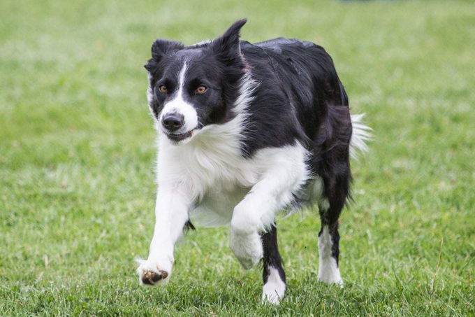 Border Collie Running