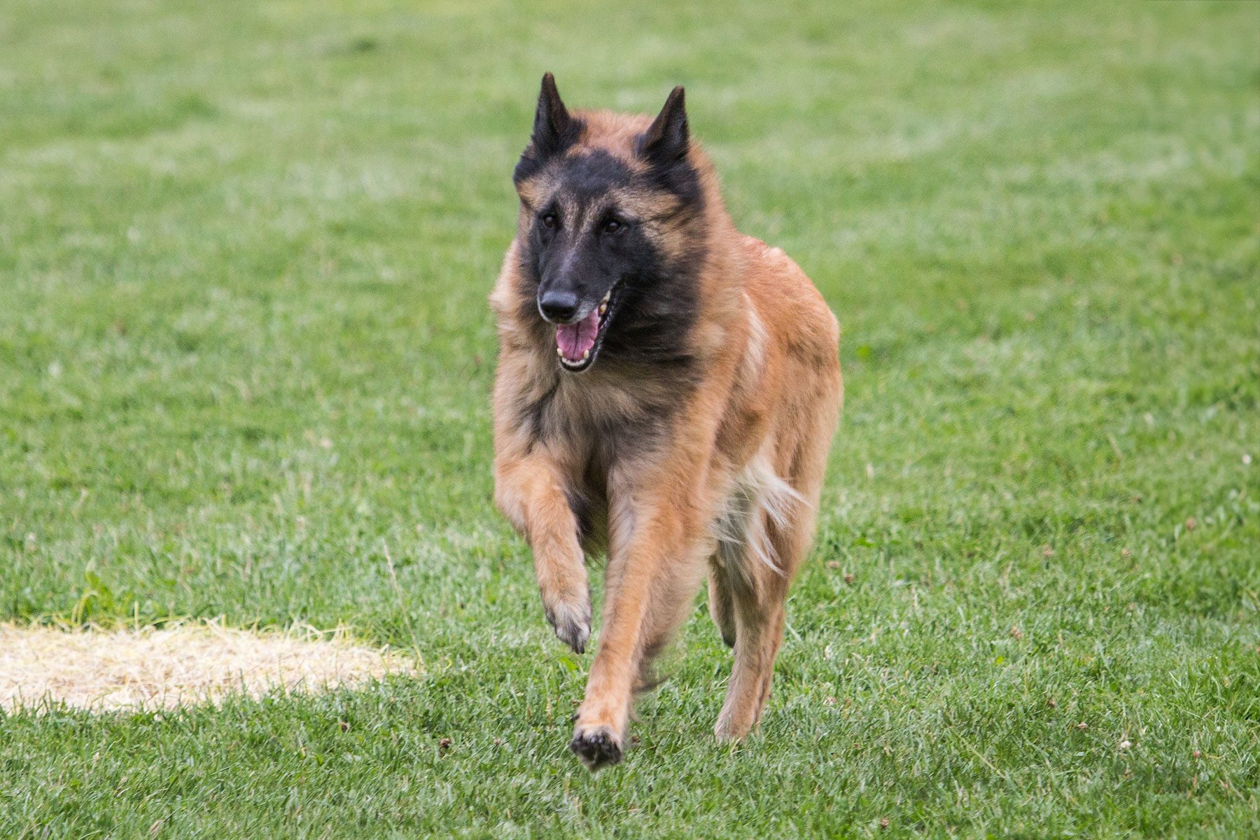 Belgian Tervuren Running