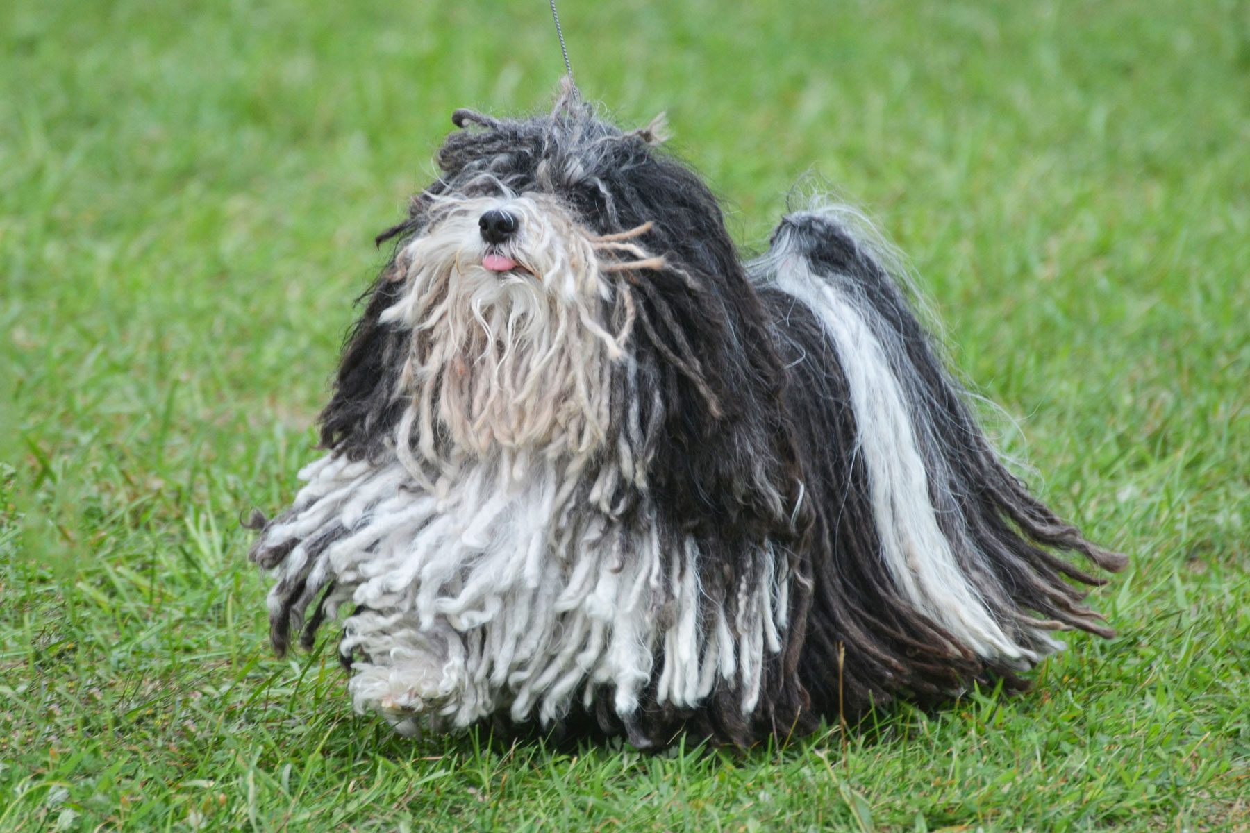 Cute Black and White dog in a park