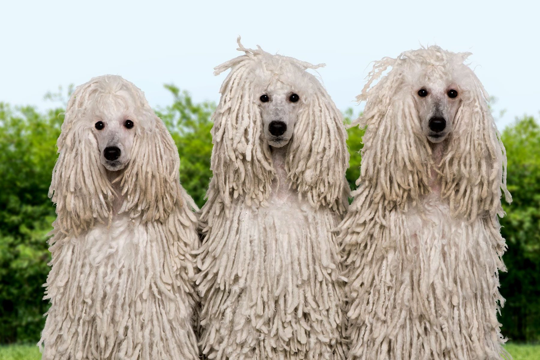 portrait of Corded poodles in a park