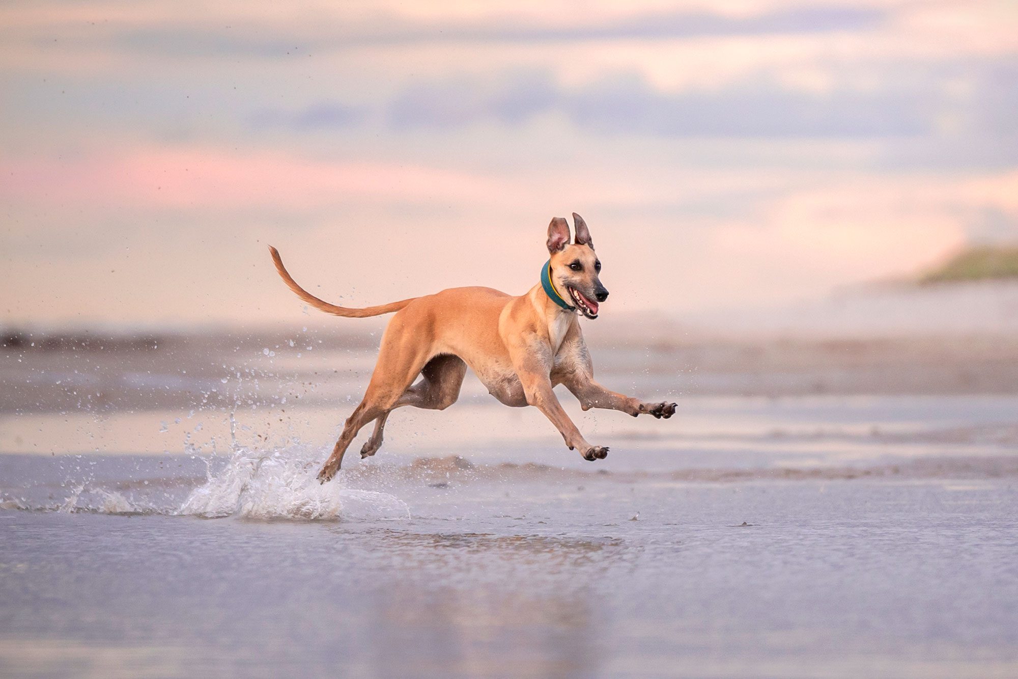 18 of the Fastest Dog Breeds in the World