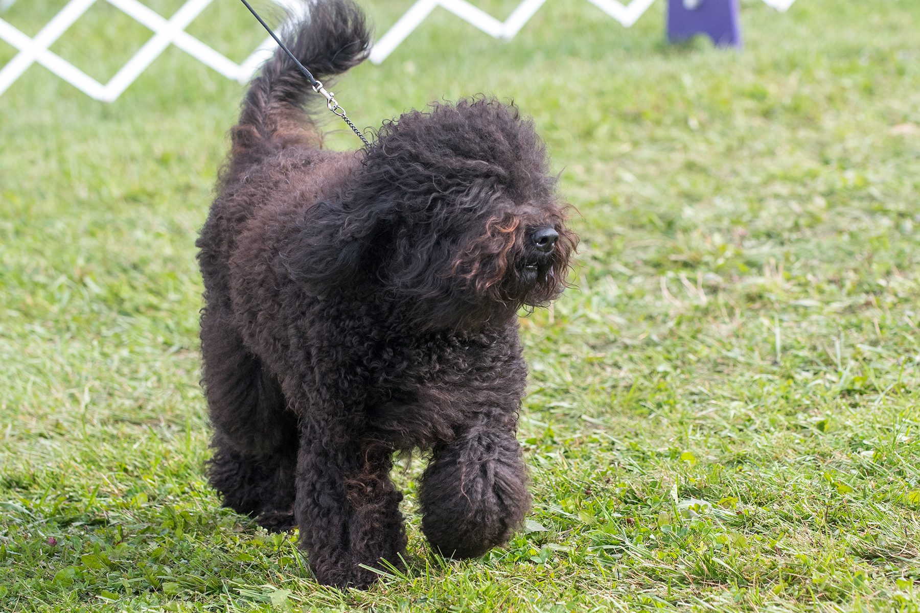 Barbet walking across a field of grass