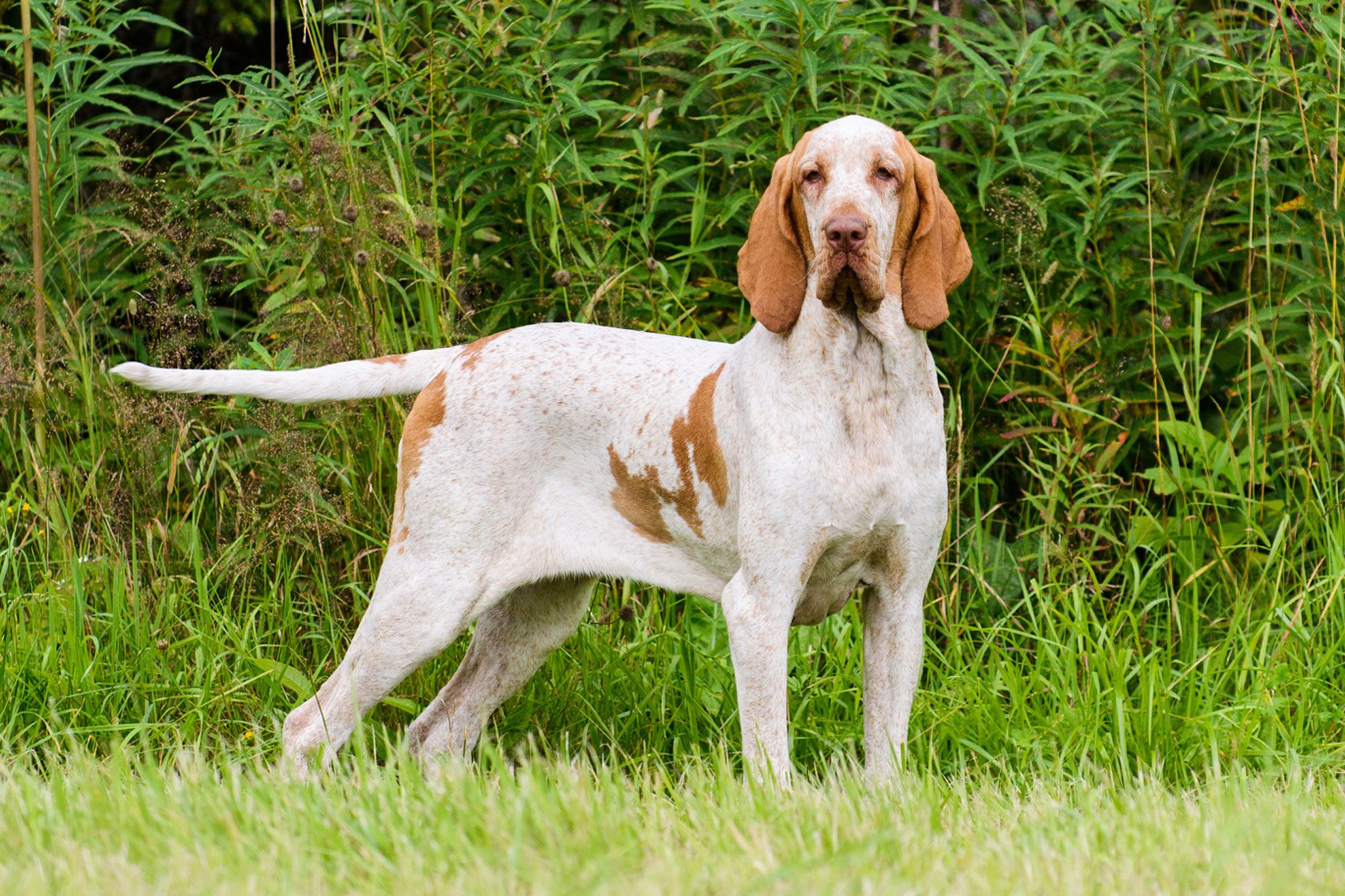 Beautiful Bracco Italiano Pointer Hunting Dog Standing In Grass Fowling