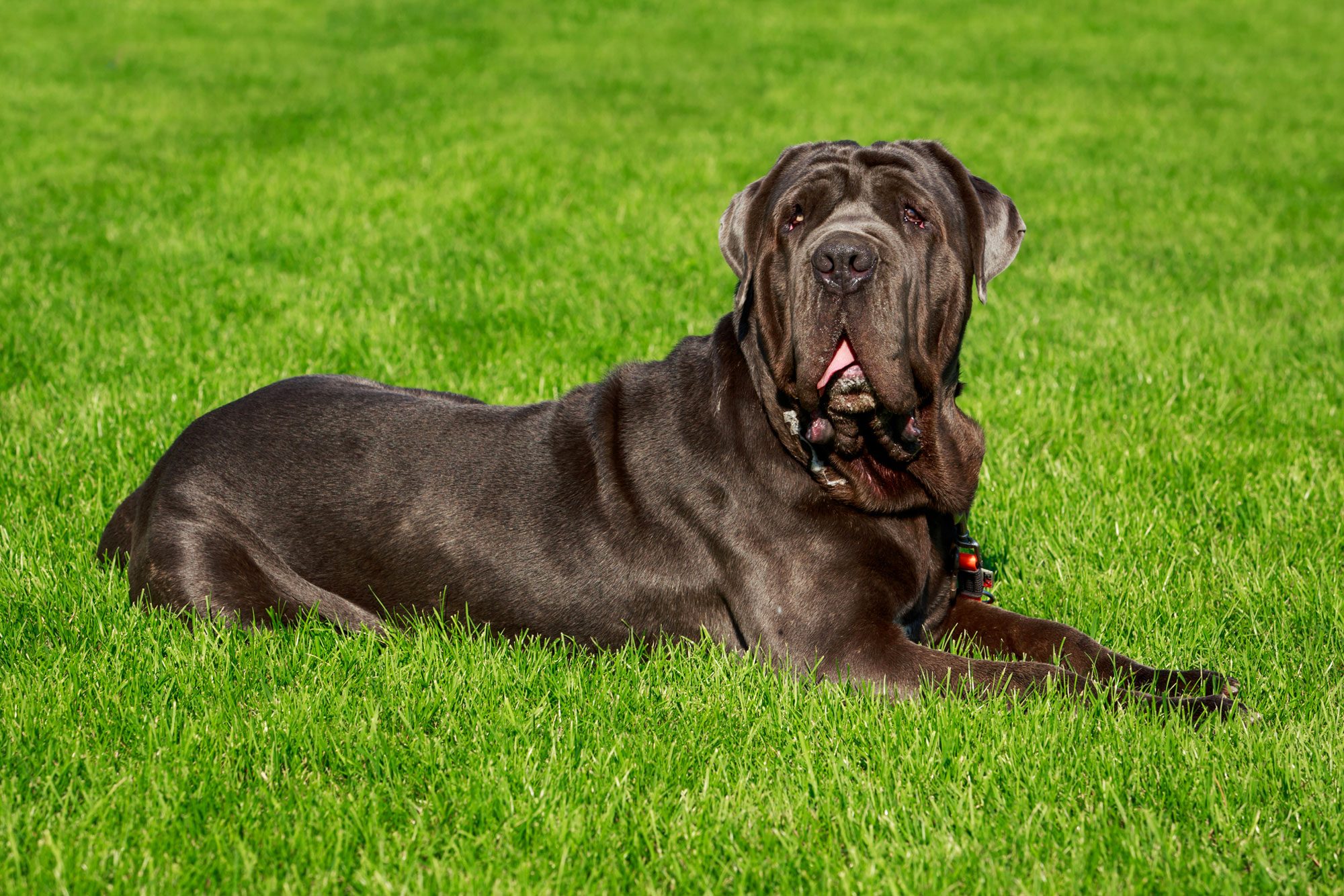 Breed Dog Neapolitan Mastiff Sitting On Green Grass