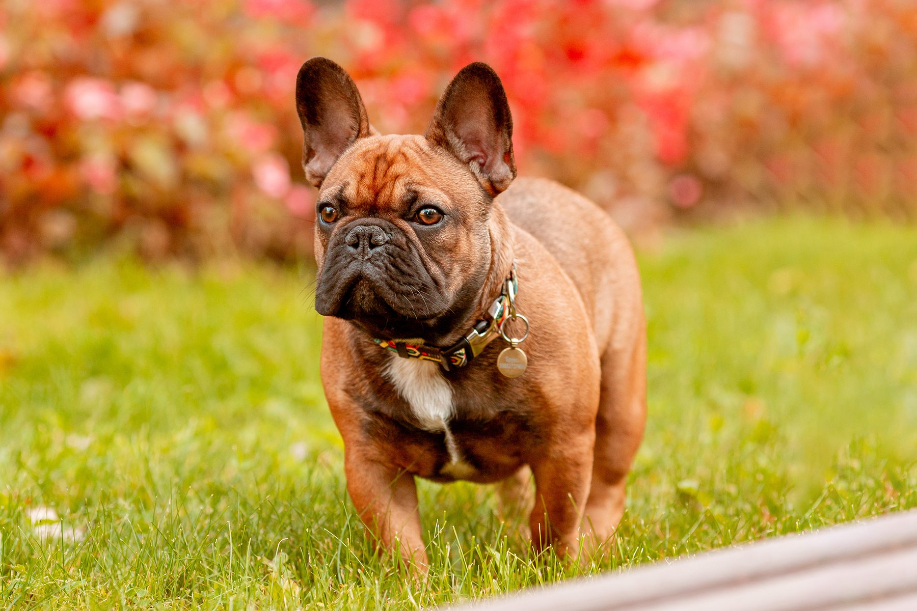 French Bulldog Gettyimages 1472526504 Ssedit