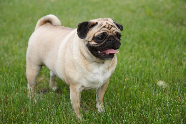 Pug dog in the garden