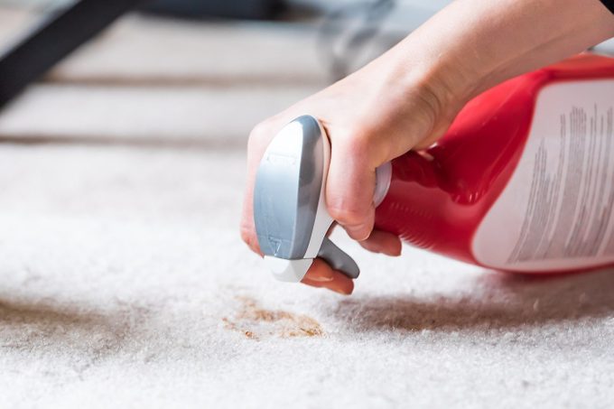 Closeup side profile of calico cat face looking at mess on carpet inside indoor house, home with hairball vomit stain and woman owner cleaning