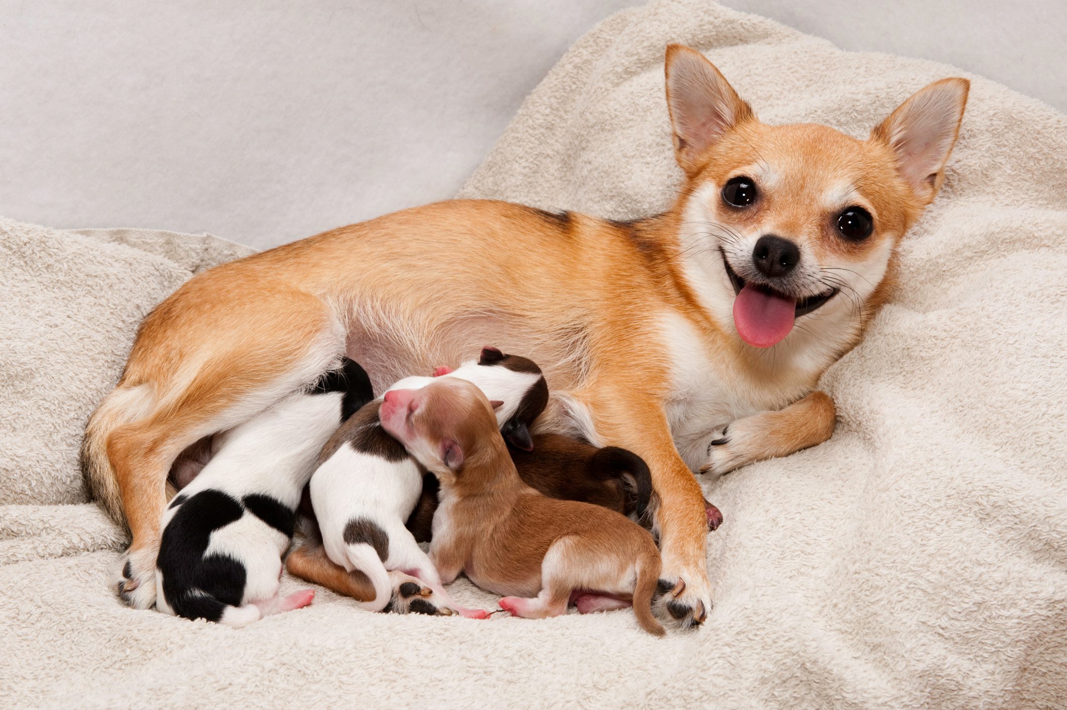 A dog smiling and laying with puppies