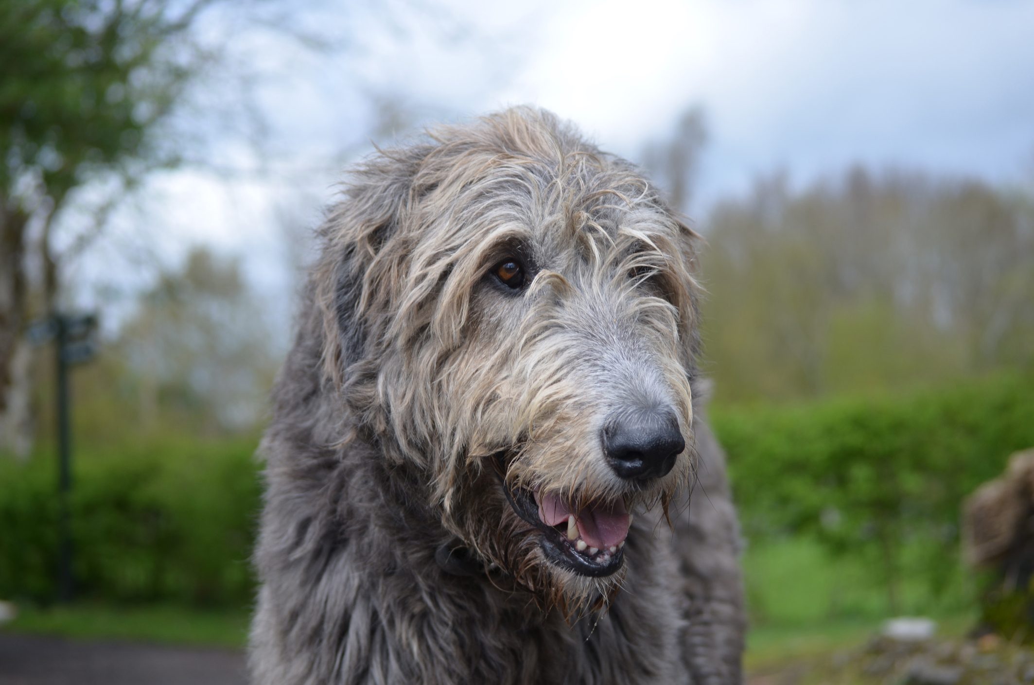 Shaggy Irish Wolfhound