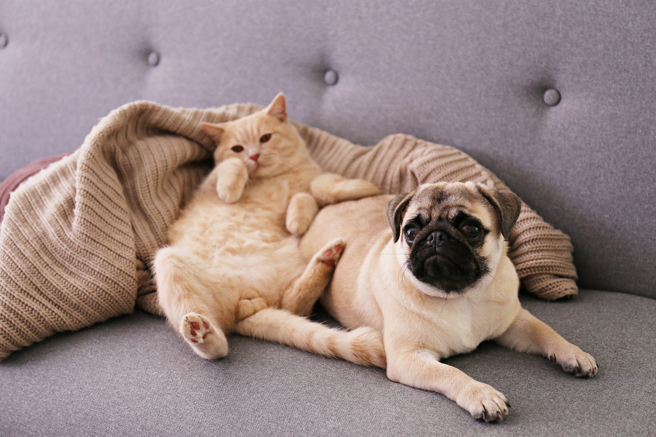 Adorable pug and cute cat sitting together on the couch.