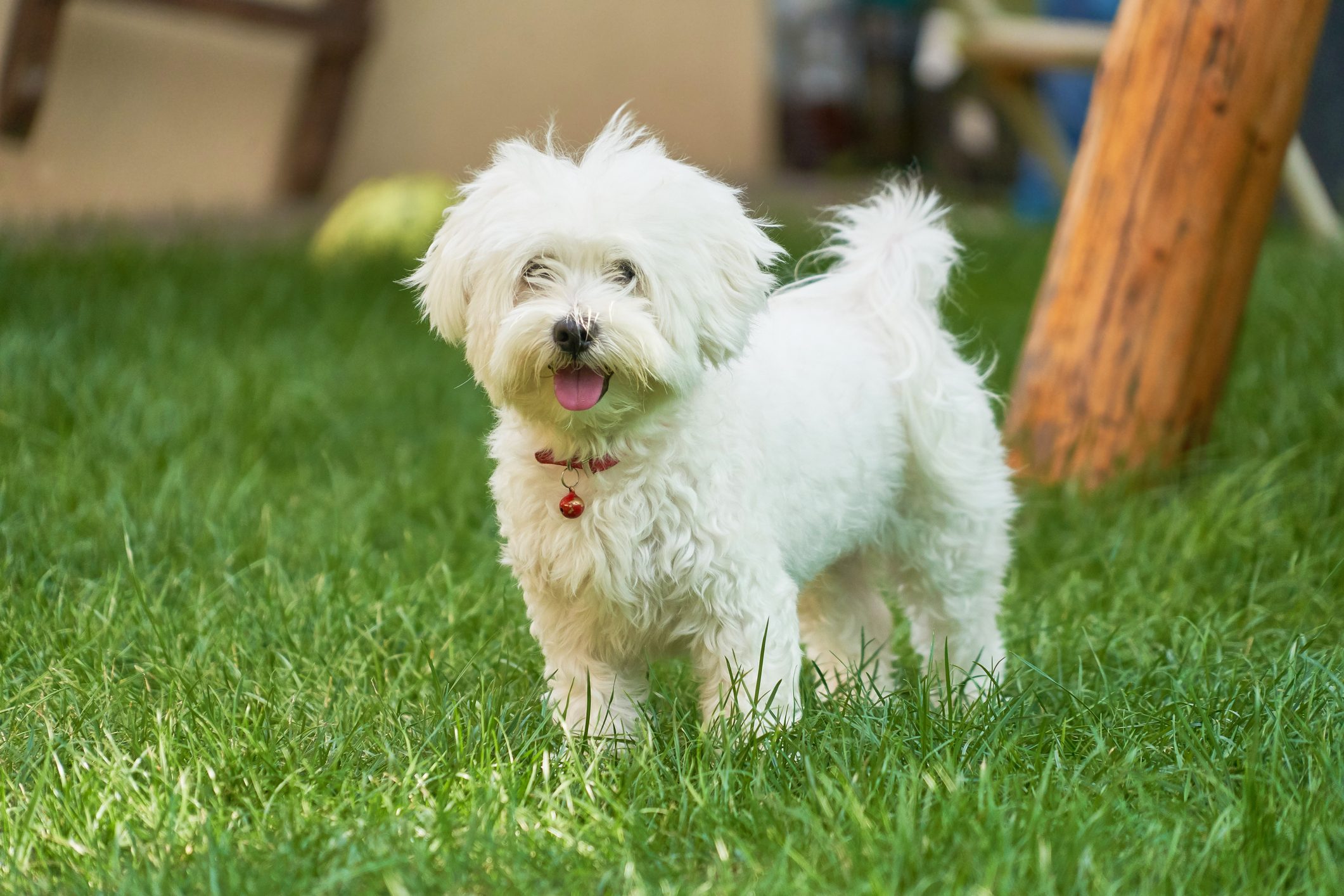 An adorable portrait of a havanese maltese puppy on green grass in a vibrant summer backyard.