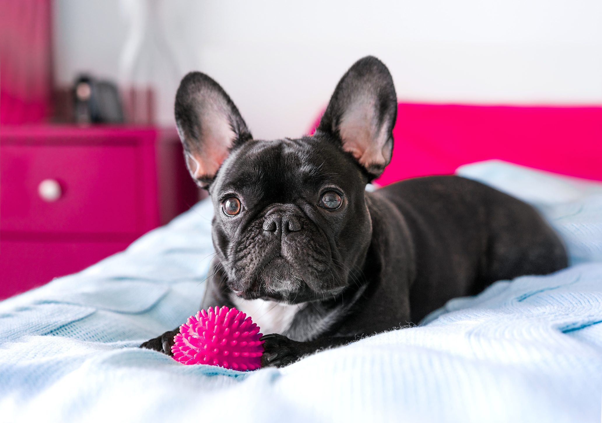 Portrait Of Black Dog Lying Down On Bed