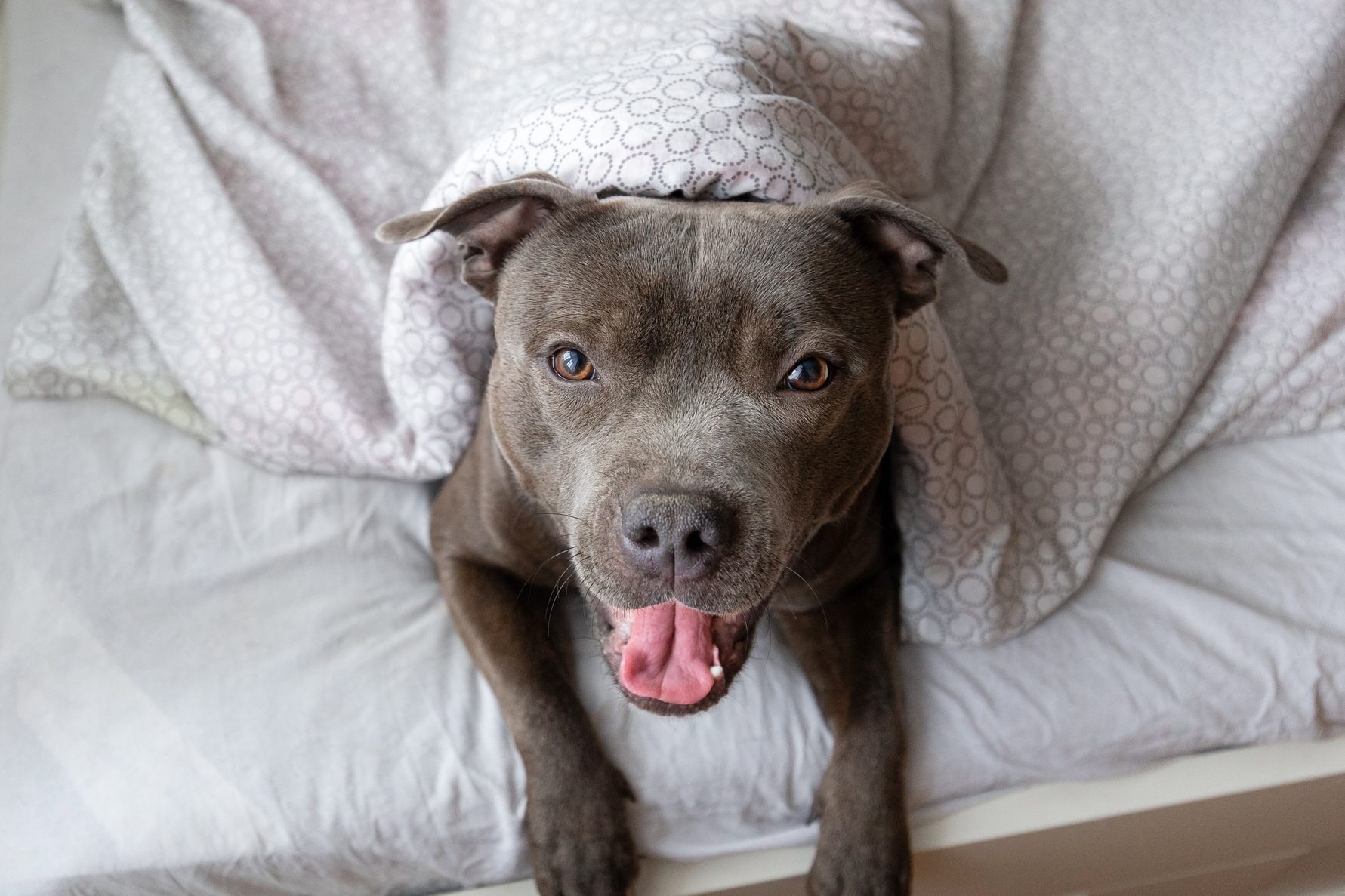 Are Pit Bulls Dangerous? Experts Set the Record Straight on These Lovable Dogs