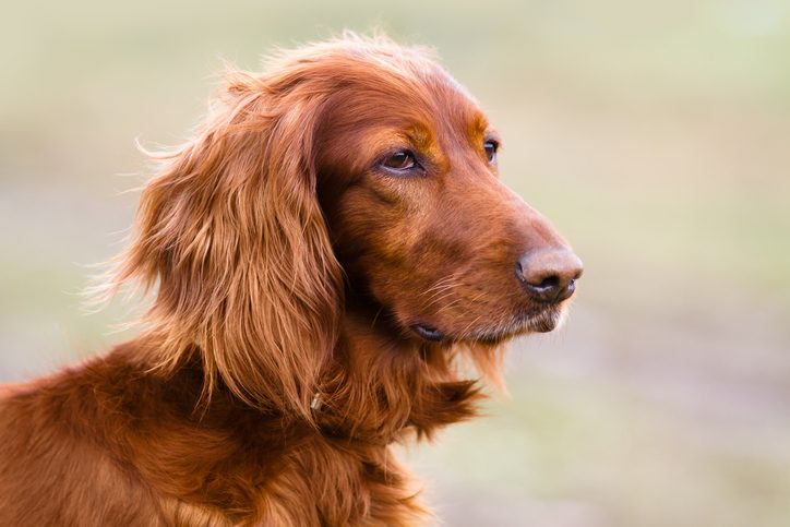 portrait of Irish setter on blurred background