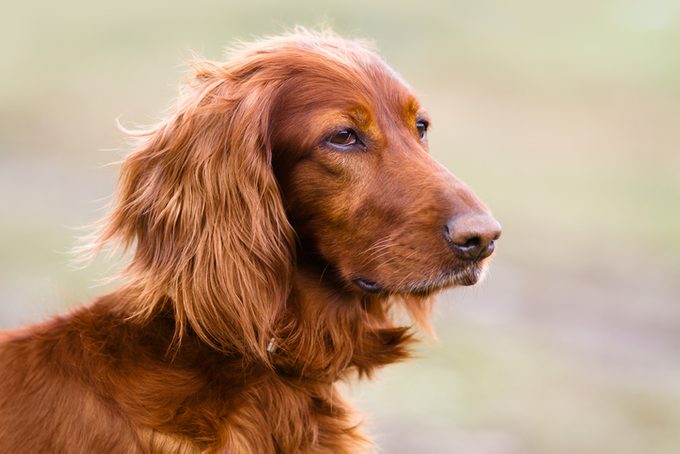 portrait of Irish setter on blurred background