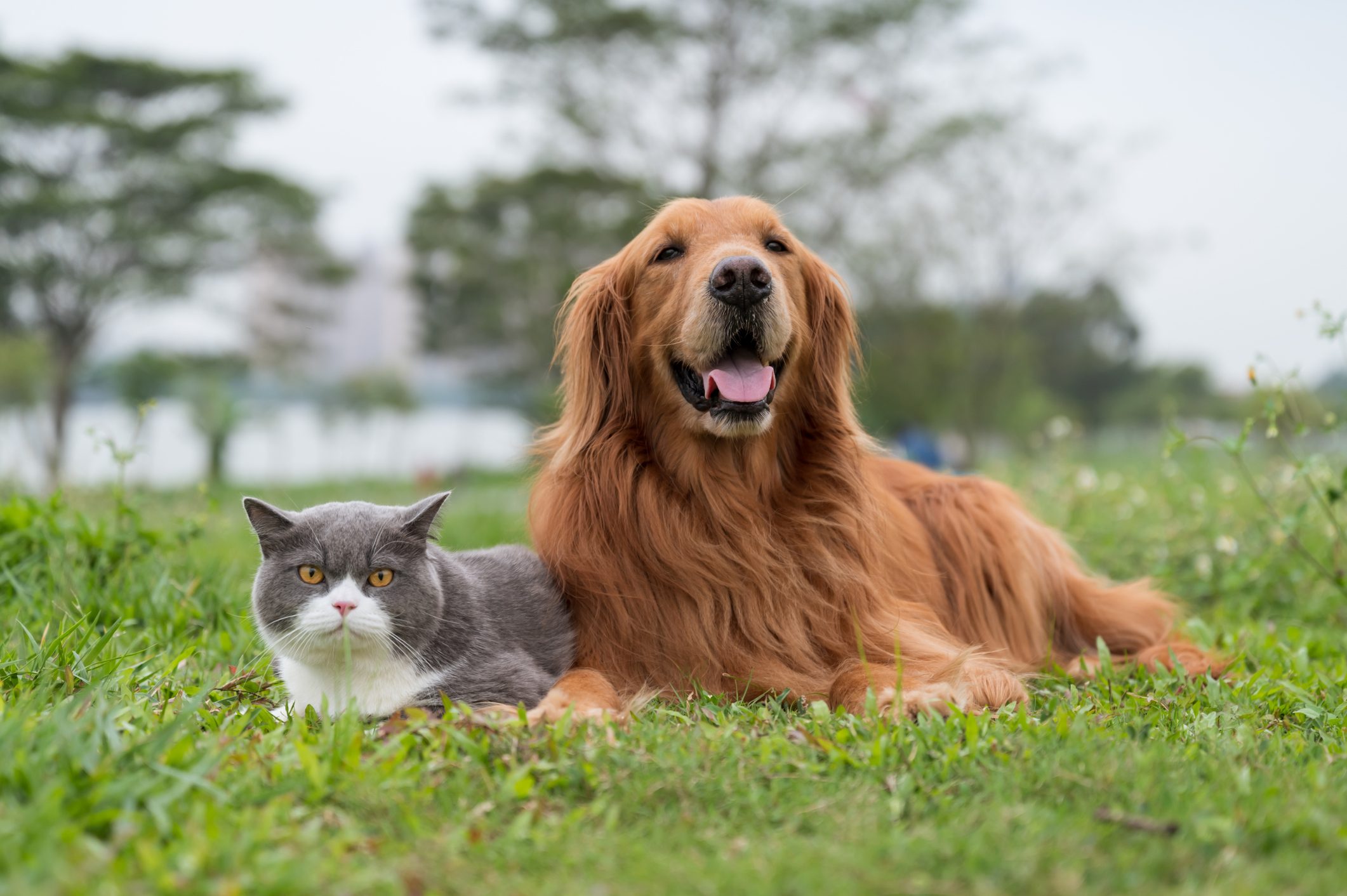 Golden Retriever and British Shorthair lying on the grass