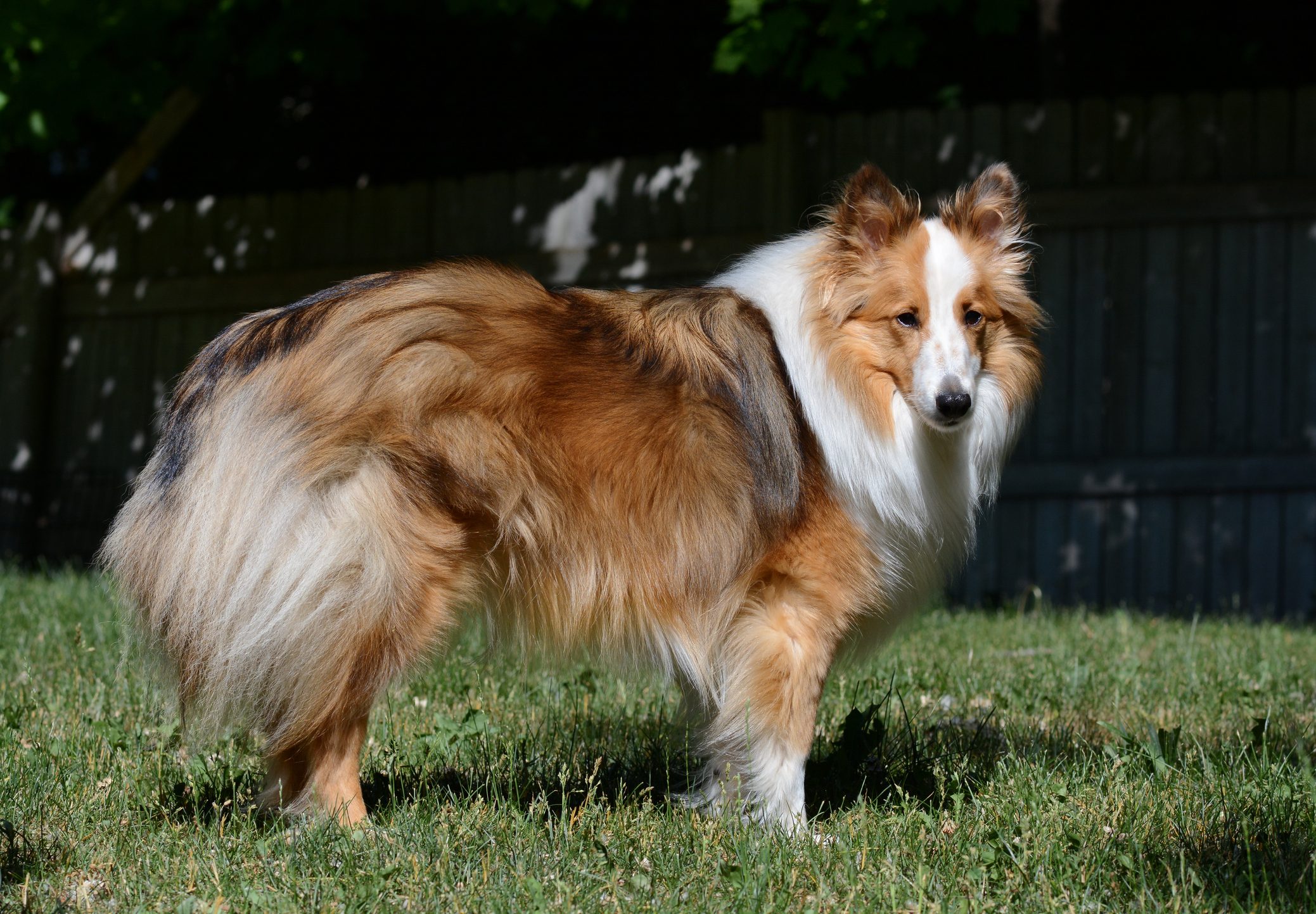 Shetland Sheepdog (sheltie) posed