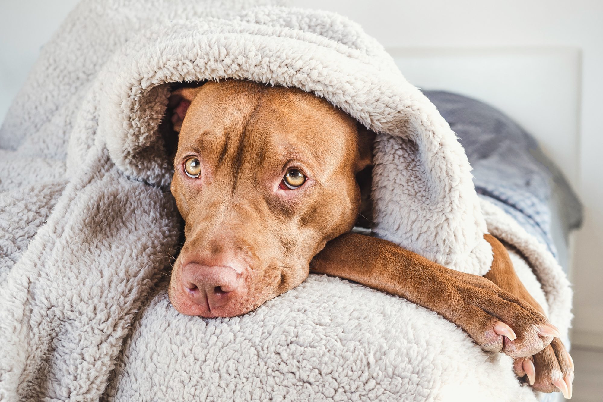 Lovable, pretty puppy of brown color. Close-up