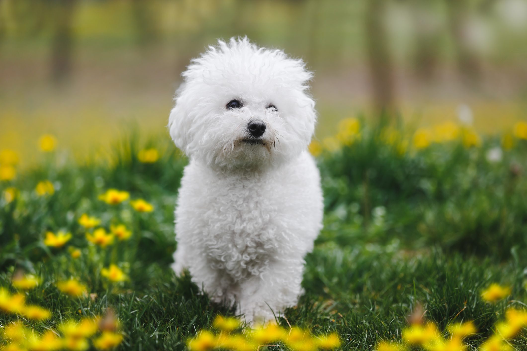 Adorable young Bichon frise puppy walks around the sunny spring lawn. Active cute puppy