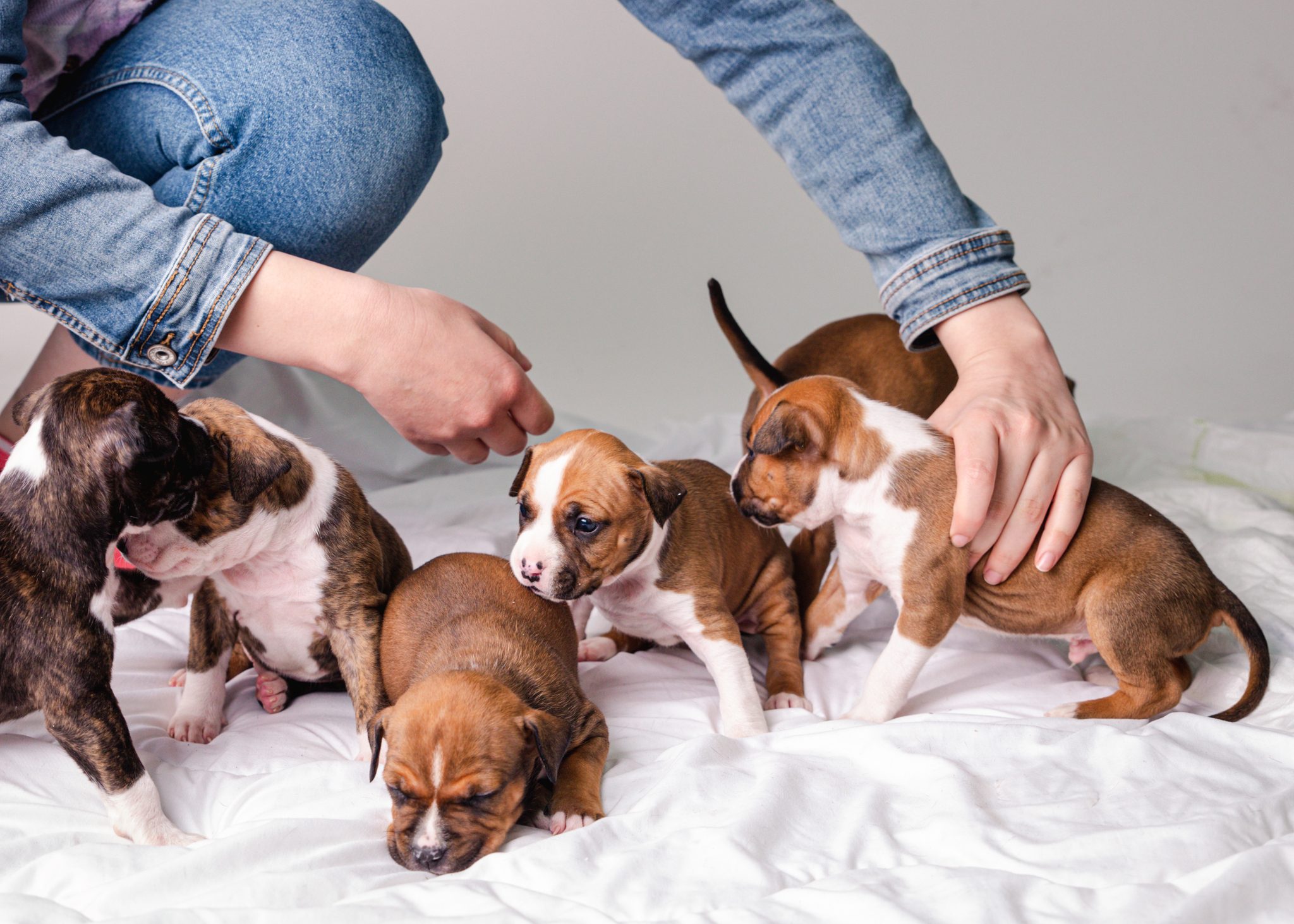 pit bull Puppies in the studio