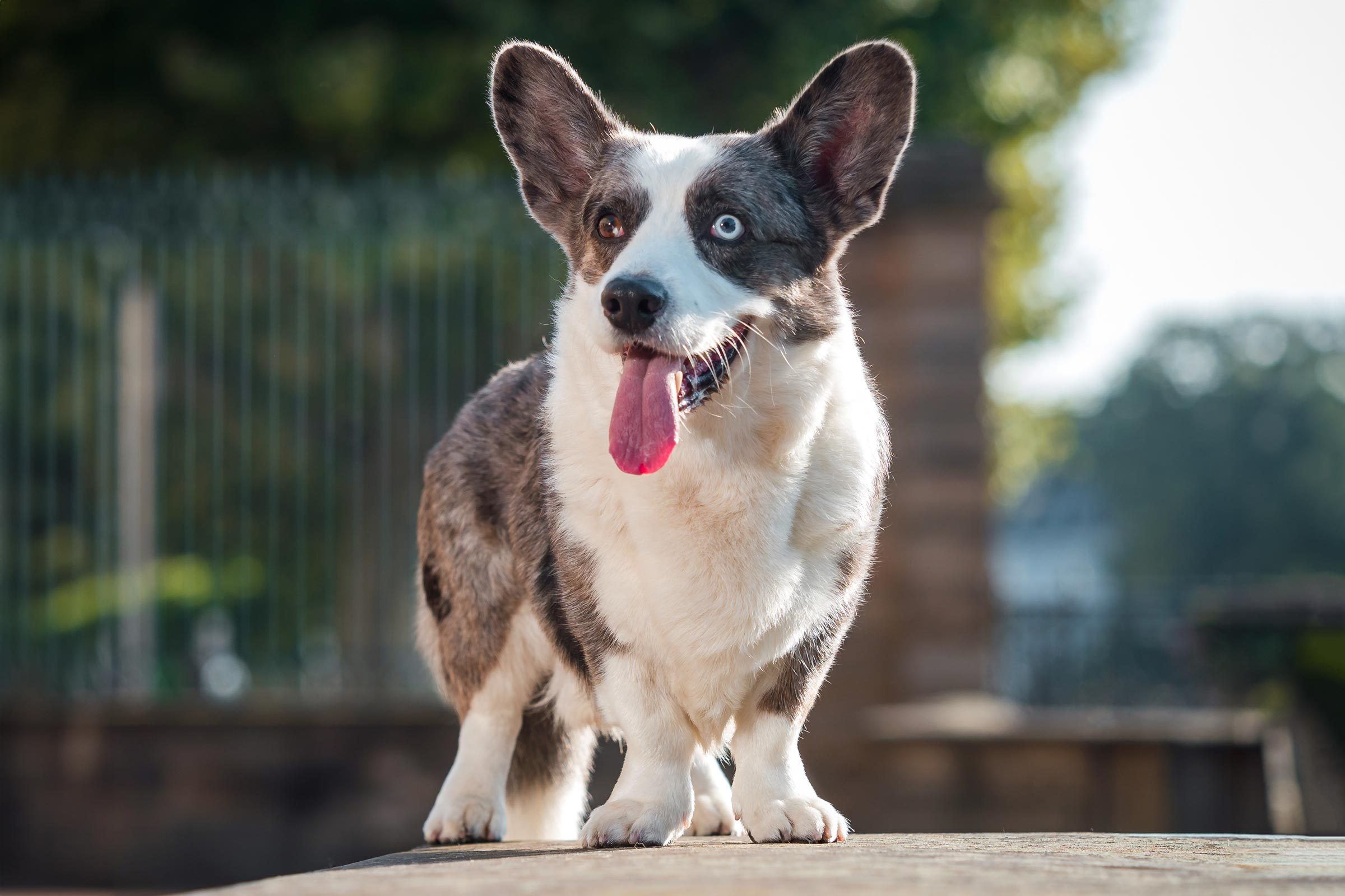 Beautiful Corgi dog posing in the sun in the city of Strasbourg