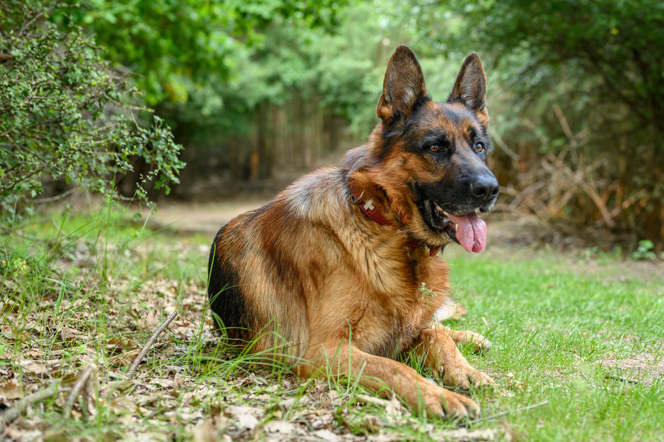 German Shepherd